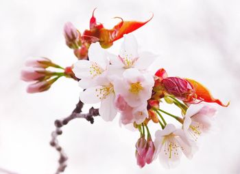 Close-up of pink flowers on branch