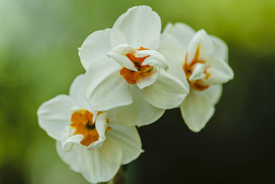 Close-up of white flowering plant