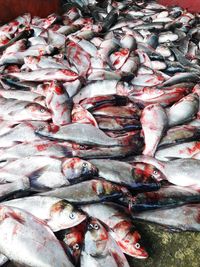 Full frame shot of fish for sale in market