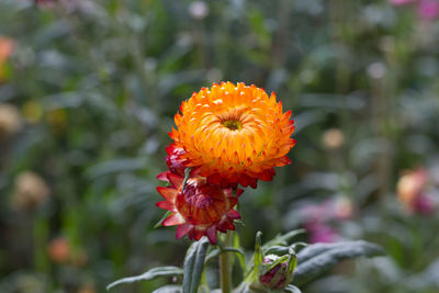 Paper flowers are planted for tourists to visit.