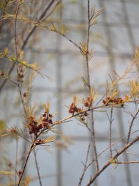 Close-up of plants against blurred background