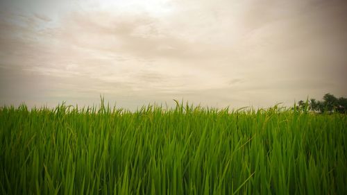 Crops growing on field against sky