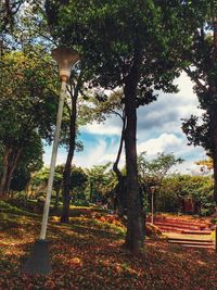 Trees in park during autumn