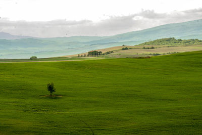 Scenic view of grassy field against sky