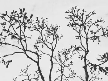 Low angle view of bare tree against clear sky