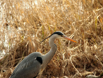 Close-up of a bird