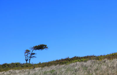 Plants on field against clear blue sky