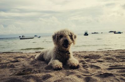 Close-up of poodle on sand at beach against cloudy sky