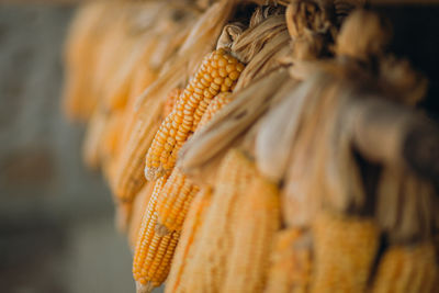 Close-up of corns hanging for sale