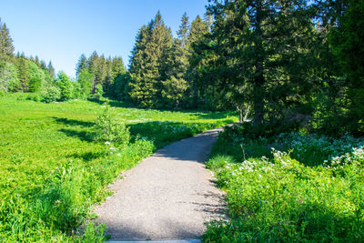 Footpath amidst plants and trees against sky