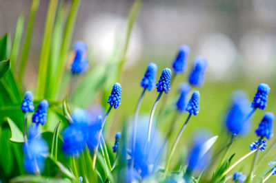 Flowers in nature