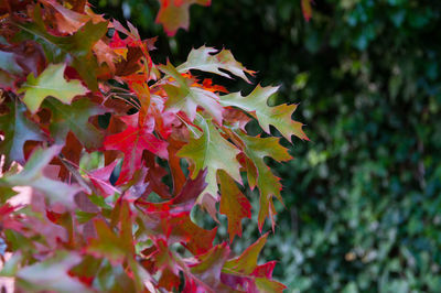 Close-up of maple leaf on plant
