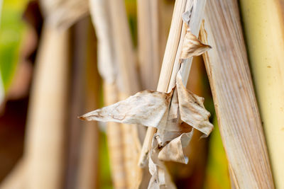 Close-up of dry leaves on wood