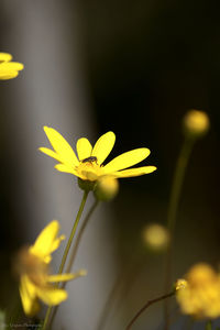 Close-up of yellow flowers blooming outdoors