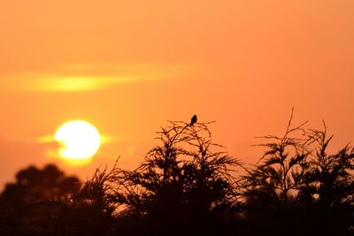 Plants at sunset