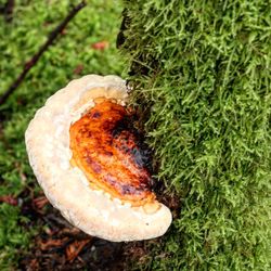 Close-up of bread on field