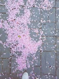 Pink flowers blooming on tree