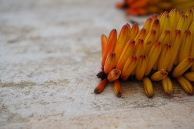 Close-up of orange flowering plant