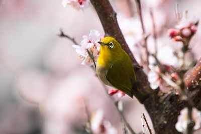 Close-up of japanese white-eye perching on plum blossoms branch in springtime 