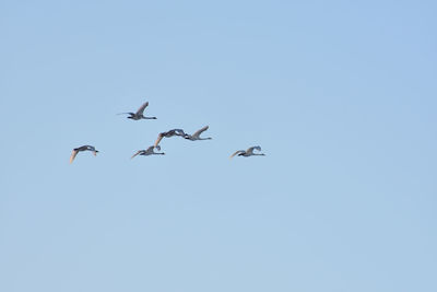 Low angle view of seagulls flying in sky