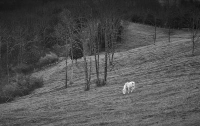 Sheep grazing in a field