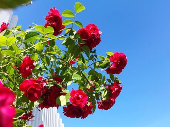 Low angle view of red flowering plants against blue sky