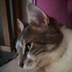 Close-up portrait of cat at home