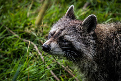 Close-up of an animal looking away