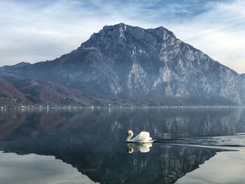 View of birds on lake against mountain range