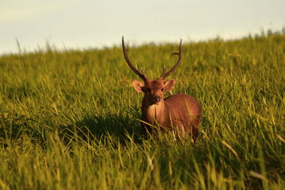 View of deer on field