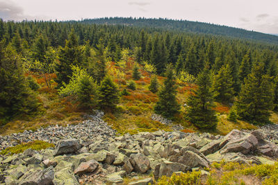 Scenic view of pine trees in forest during autumn