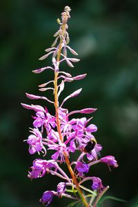 Close-up of purple flowers