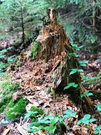 Close-up of tree stump in forest