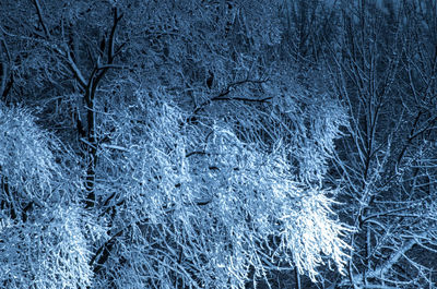 Full frame shot of frozen plants in forest