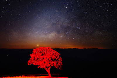 View of plant against sky at night