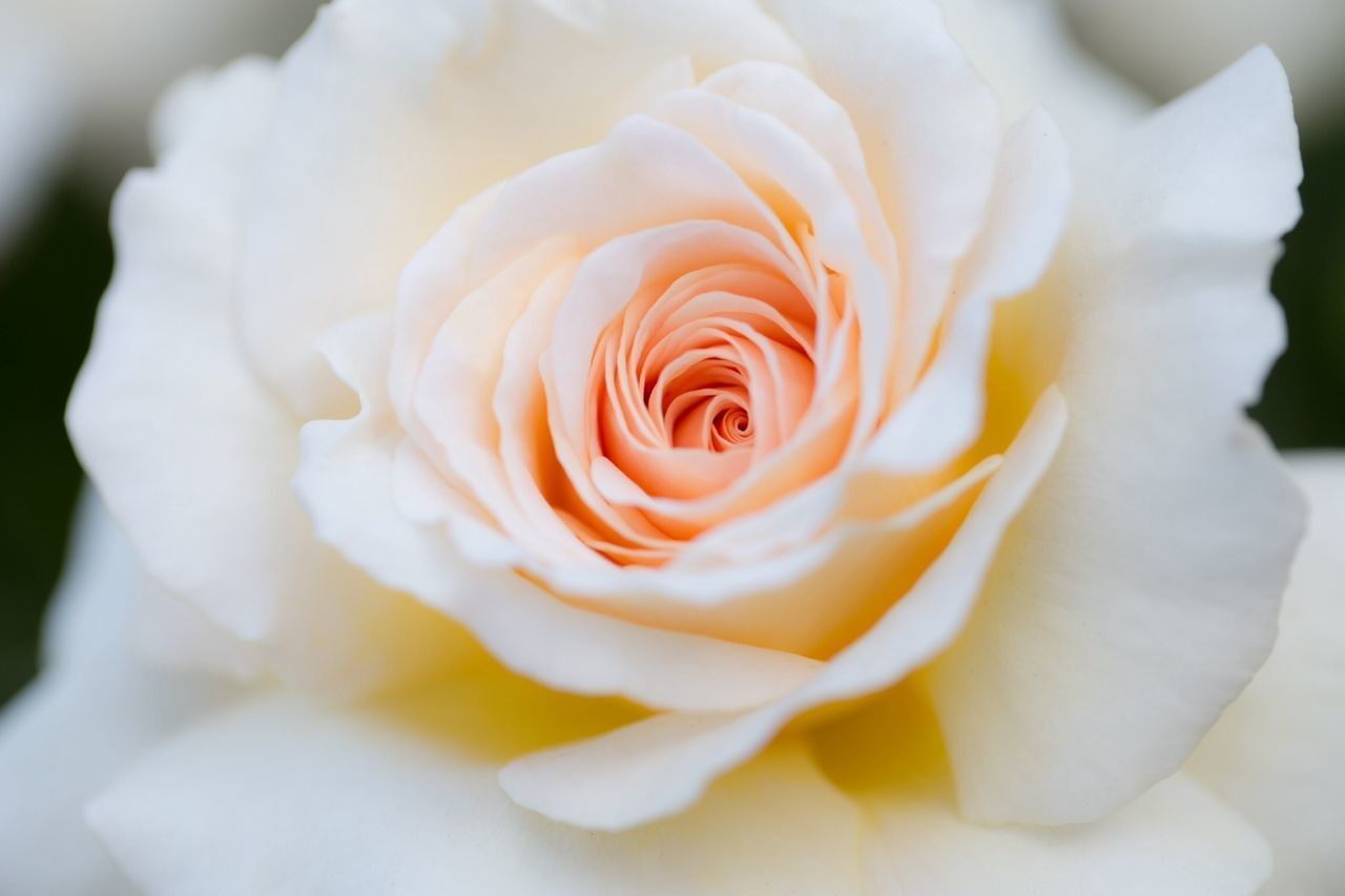 HIGH ANGLE VIEW OF ROSE ON WHITE ROSES