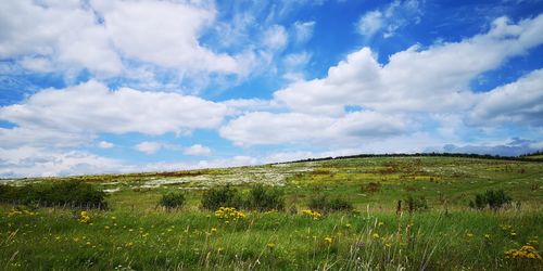 Scenic view of field against sky