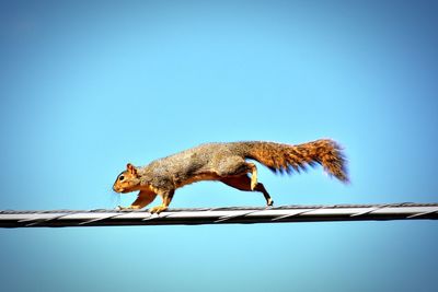 Low angle view of lizard against clear blue sky