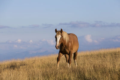 Horse in a field