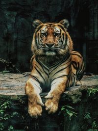 Portrait of a cat sitting in zoo