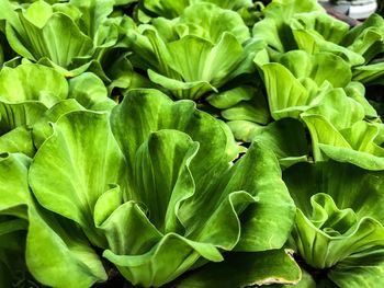 Full frame shot of green leaves