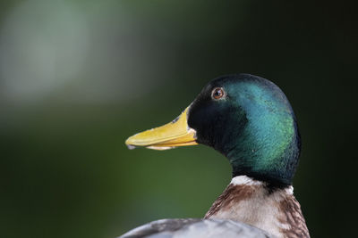 Close-up of a bird looking away