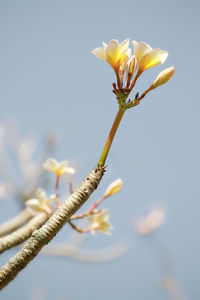 Close-up of fresh yellow flowering plant against sky