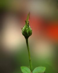 Close-up of green rose bud 