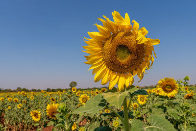 Close-up of yellow sunflower on field against sky