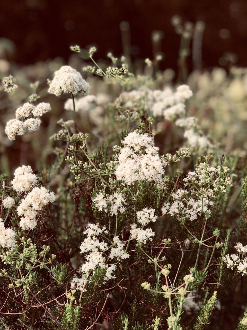 CLOSE-UP OF WHITE FLOWERING PLANTS ON LAND