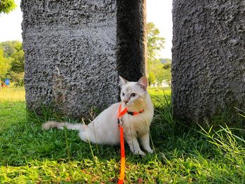 View of a dog on field