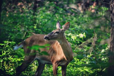 Deer in a field