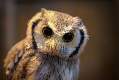 Close-up portrait of owl