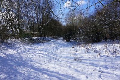 Snow covered trees against sky